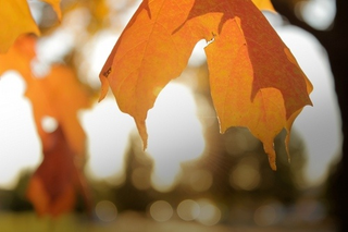 Illustration for article titled Shooting Challenge Fall Leaves Gallery 7